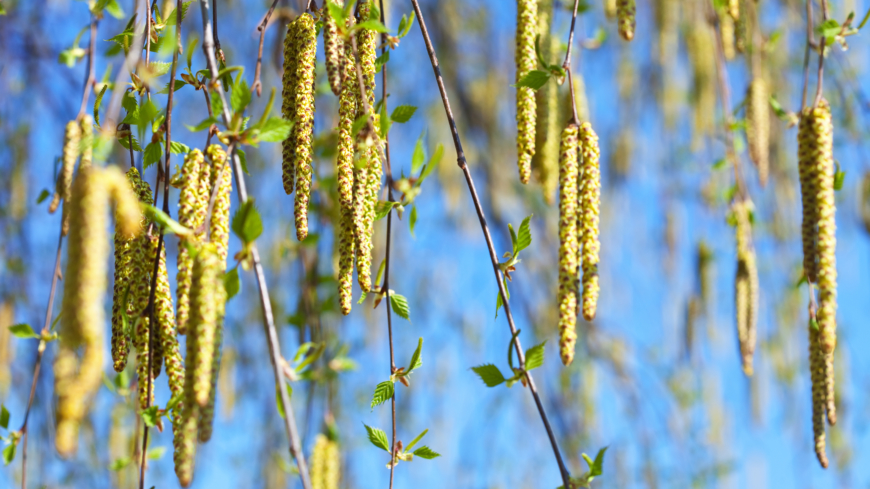 Personer med nedsatt immunförsvar eller kroniska lungsjukdomar bör vara uppmärksamma på pollenvarningar, då höga nivåer pollen kan öka risken att drabbas av covid-19. Foto: Shutterstock